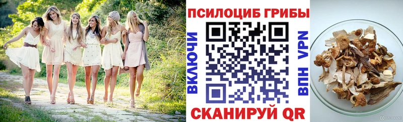 Псилоцибиновые грибы Psilocybe  Тула 